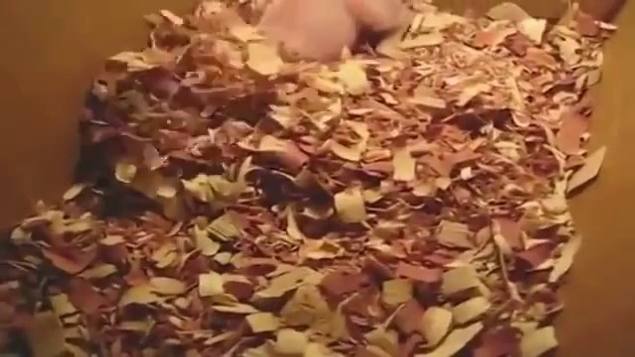 Bébé cochon réveillé pendant sa sieste... Trop mignon