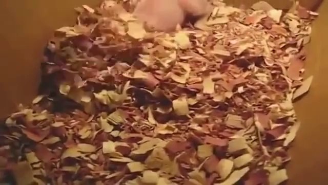 Bébé cochon réveillé pendant sa sieste... Trop mignon
