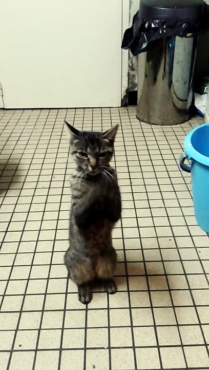 le chat maxou basketeur