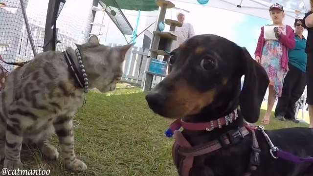 Кот-инспектор на выставке собак