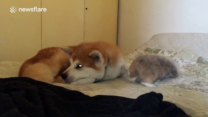 Excited rabbit does not know what to do around sleeping dog