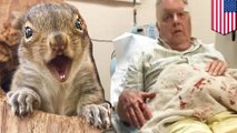 Crazed squirrel attacks California couple, sending them to hospital