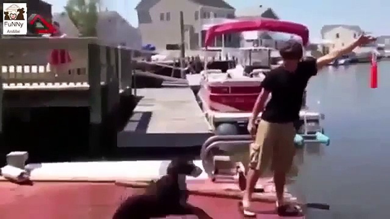 Craziest Animal Video Compilation 2015