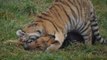 Tigers and Dogs Become Best Friends in Slovakia