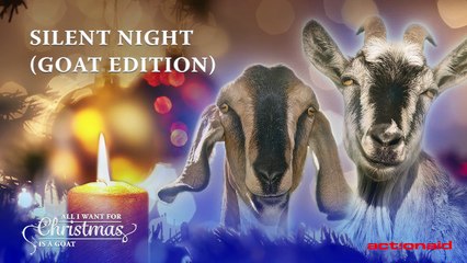 Des chèvres chantent la chanson de Noël Douce Nuit Sainte Nuit