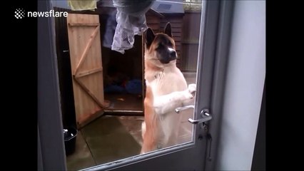 Clever dog can stand up and open doors