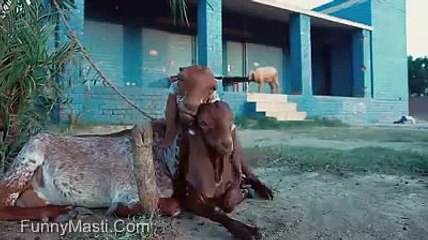 Happy Bakra Eid Funny Video Ever - Funny Masti