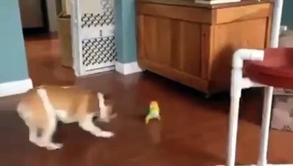Dogs and birds funny animals ( köpek ve kuş'un sevimli oyunu)