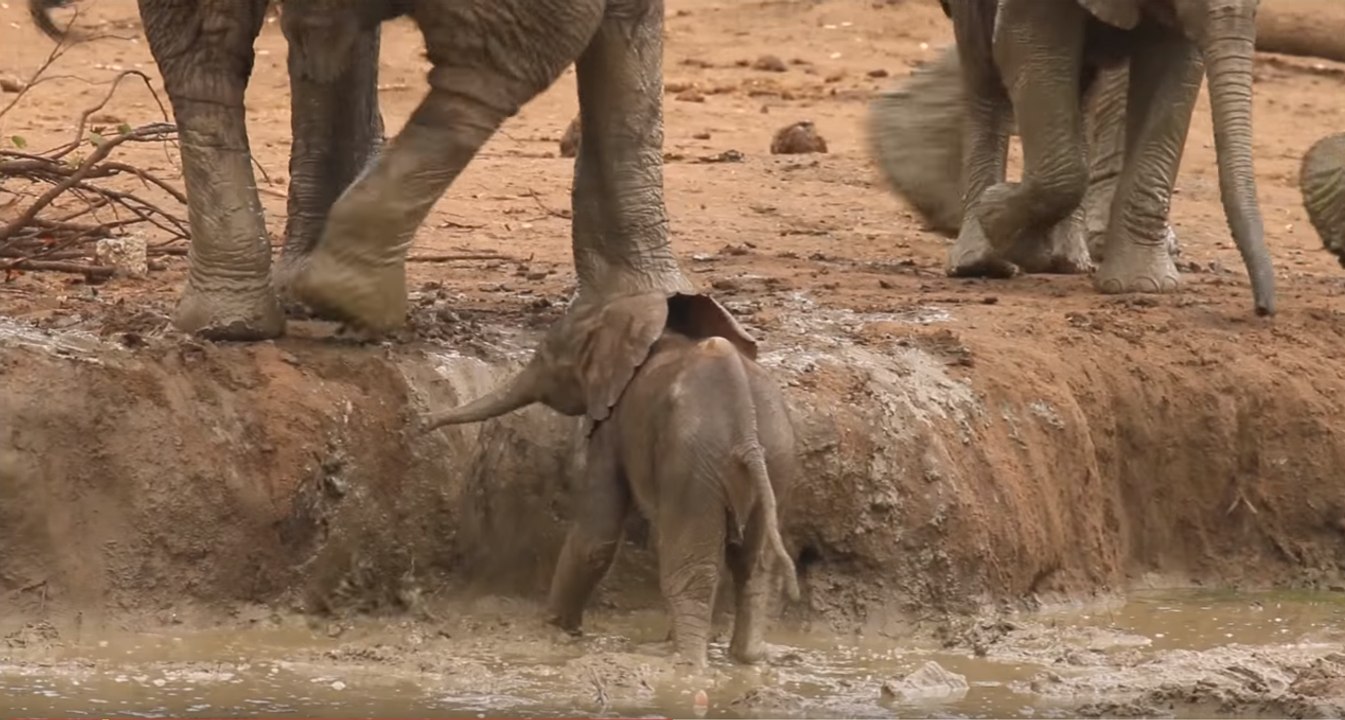 Des éléphants aident une maman à sauver son bébé !