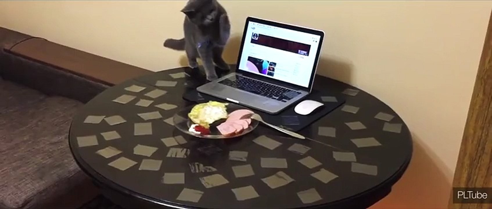 Как отучить кота ходить по столу