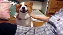 Cute Dogs Demanding Petting Compilation 2014 [NEW]