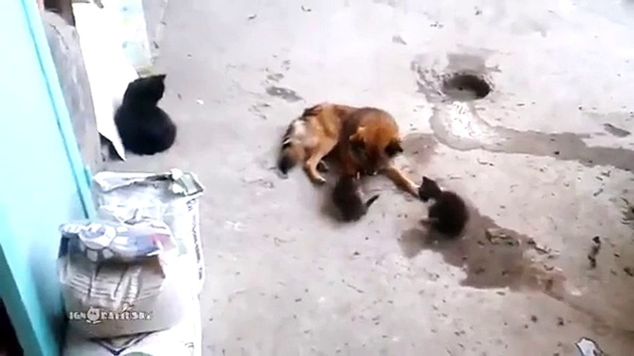 Кошка с котятами встретила своего старого друга