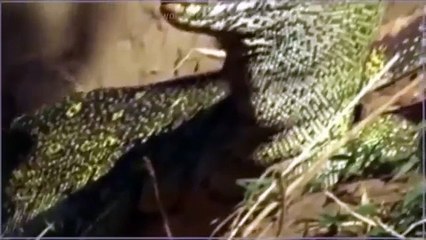 National Geographic Animal Documentary CROCODILE ARMY Full Crocodile Video