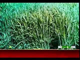 CHOTHA SATOON - 08-12-2015