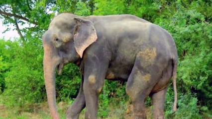 Chú Voi Con Ở Bản Đôn ✔ REMIX ✔ Nhạc Thiếu Nhi Hay Nhất