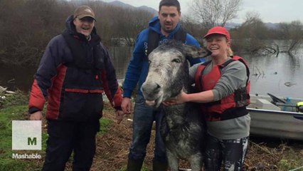 Smiling rescued donkey is so happy to be back on solid ground