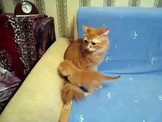 alekseyi1pppol@mail.ru