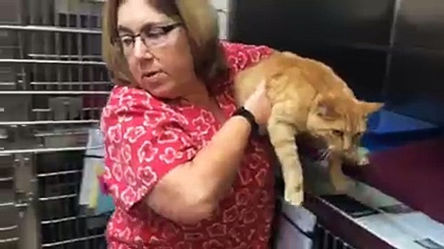 Un chat retrouve sa famille huit ans après sa disparition