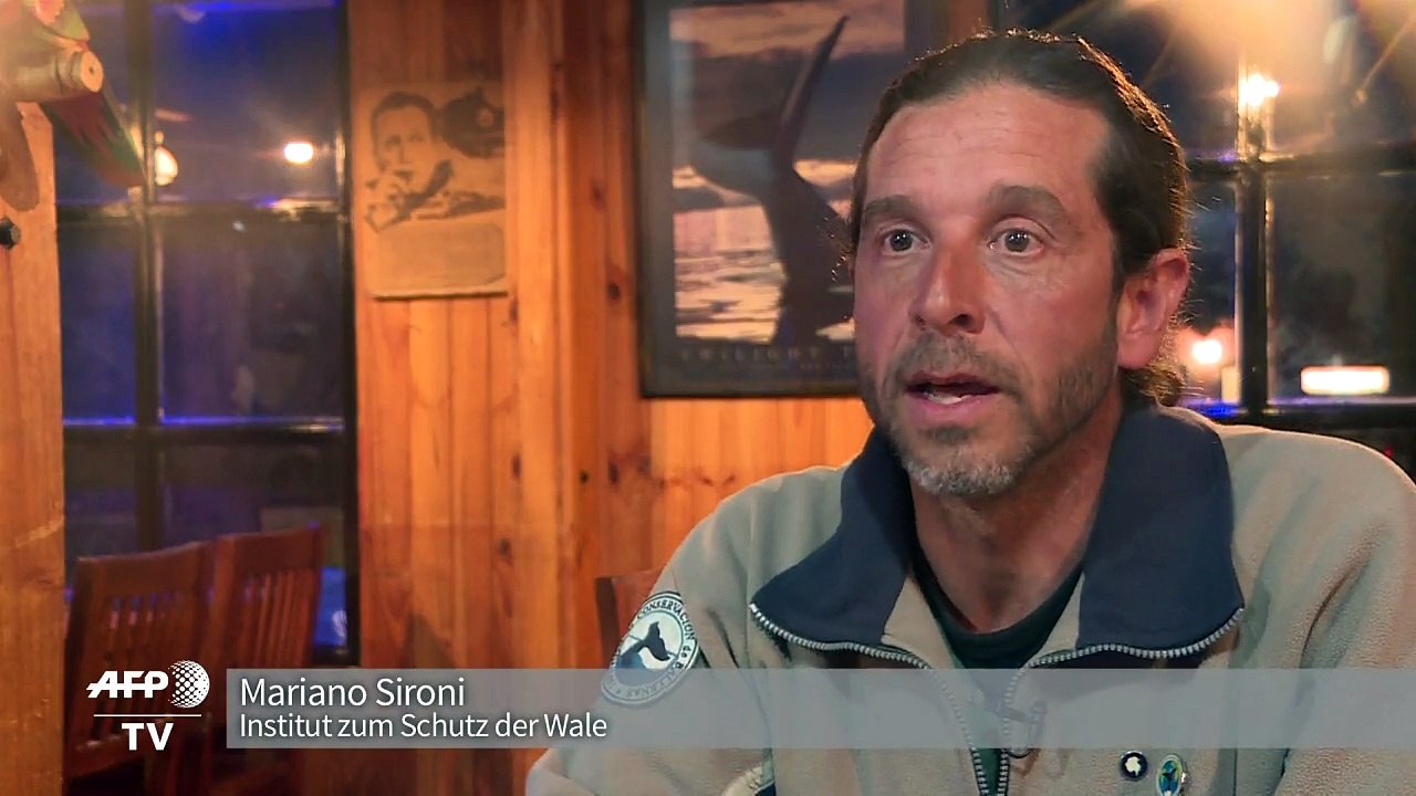 Klimawandel bedroht Wanderrouten der Wale