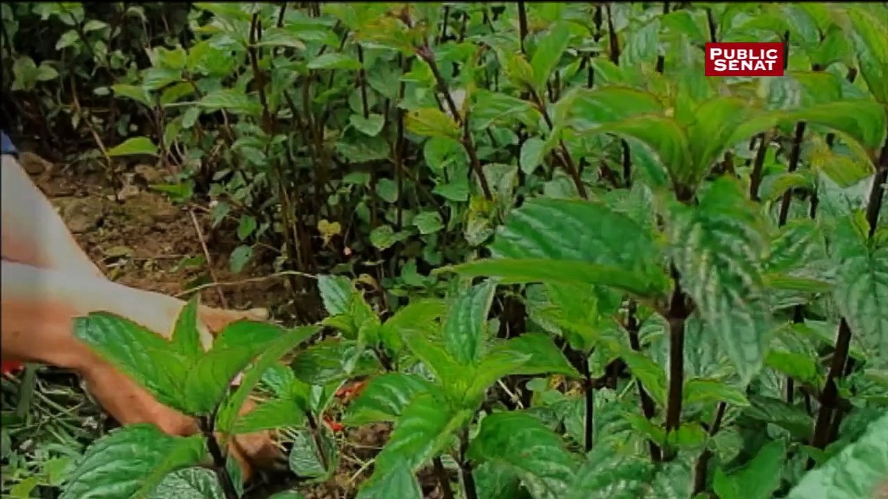 Rendez-vous documentaire : ceux qui sauvent la planète - bande annonce des documentaires
