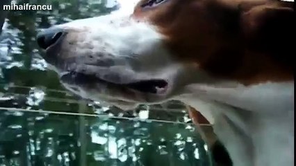 27 Funny Dogs Flapping Cheeks On Car Rides Compilation 2014 NEW