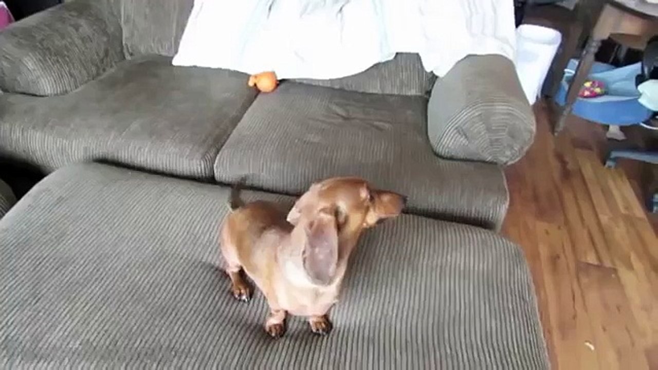 Funny Dogs Sneezing Compilation 2014