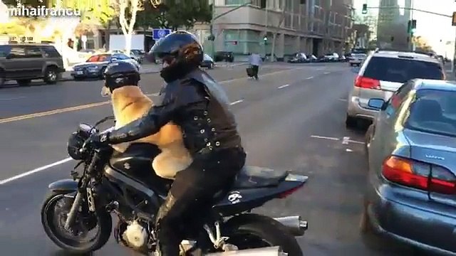 Funny Dogs Riding On Motorcycles Compilation 2014 NEW