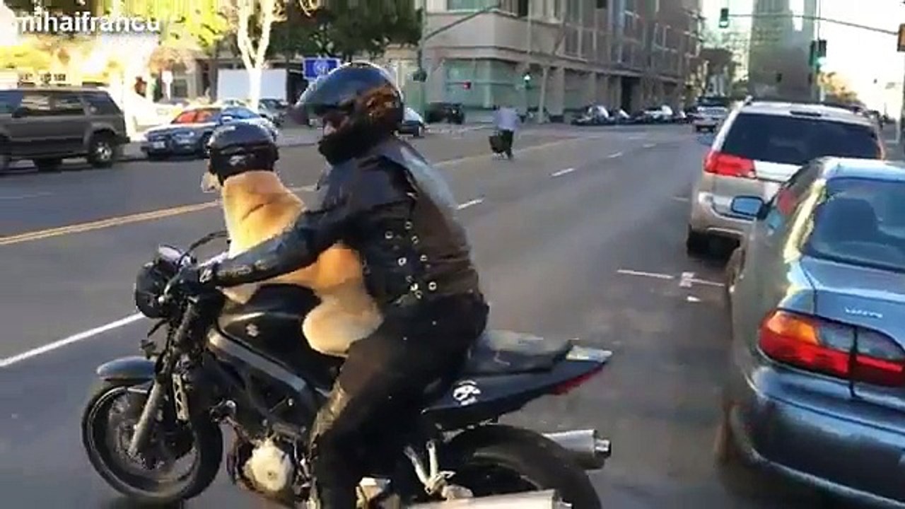 Funny Dogs Riding On Motorcycles Compilation 2014 NEW