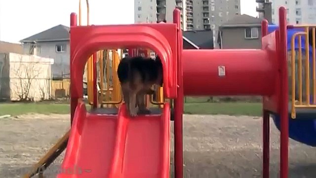 German Shepherds Are Awesome: Compilation