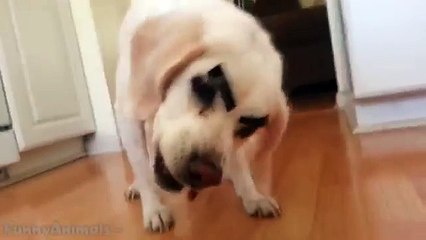 Funny Dogs with Fake Eyebrows Video Compilation 2013 [HD]