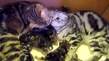 Mom-cat Coco の幸せな子猫を育てるための10のアドバイス (for Japan)