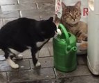 Cat Drinking Water from Garden Watering Can