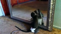 Funny Monkeys - Funny Animal Videos Compilation of the Funniest Animals