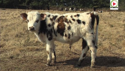 Belle-Ile - L'ile aux belles vaches à cornes- TVBI Belle-Ile en mer 24/7