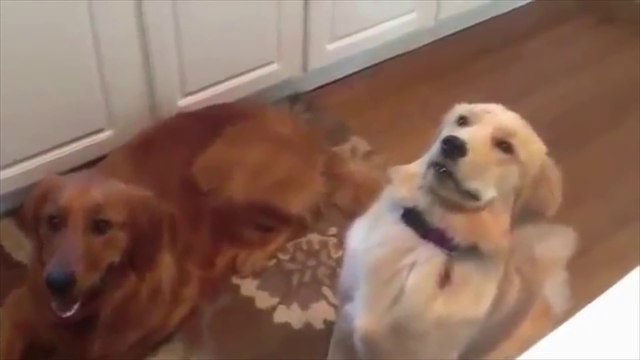 Des Chiens qui ne parviennent pas à être des chiens