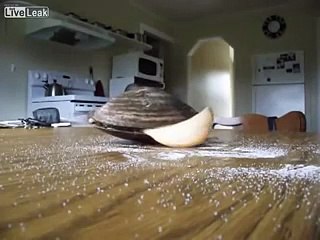 Live Clam Licks Salt On a Table