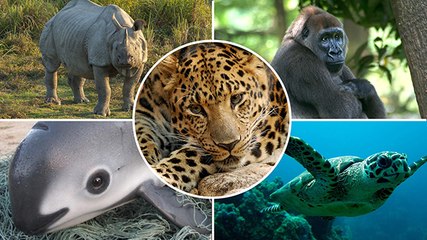 The world's most endangered animals