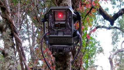 Unexplained Creatures Caught On Trail Cams 2014