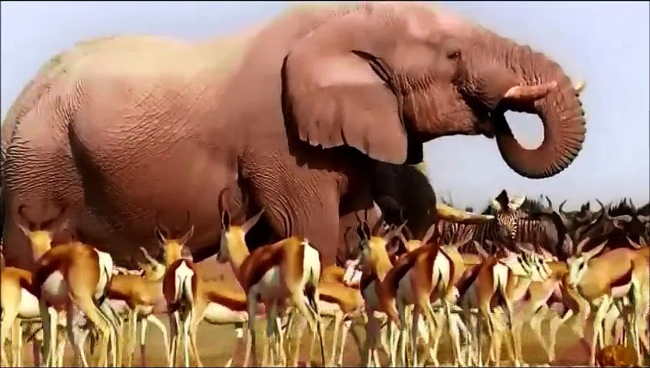Africa Parte 1 de 2 - Legendado