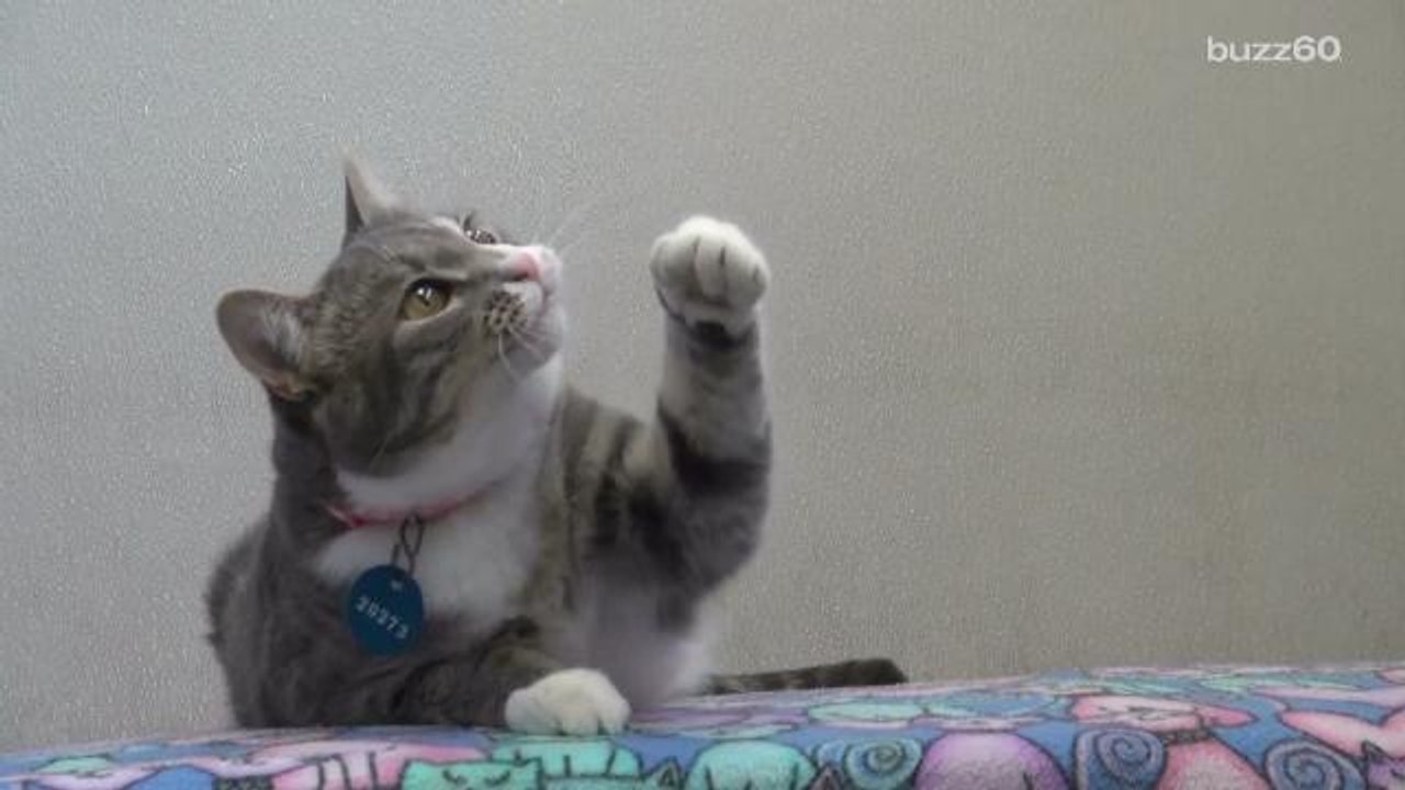 Best Viral Cat moments of 2015