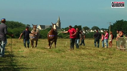 Belle-Ile-en-mer - Concours Cheval Breton de Bangor - TVBI Belle-ile-en-mer 24/7