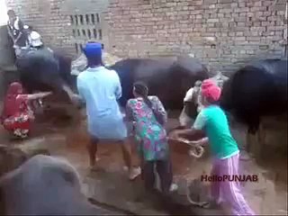 funny buffalo milking in india _ desi jugaad