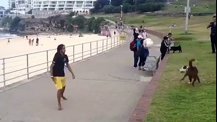 Çok Yetenekli Köpek