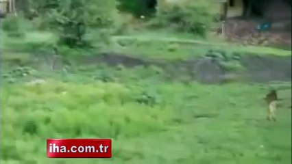 Dişi Aslanın Annelik Şefkati