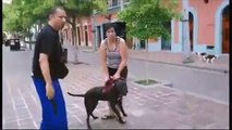 Mira cómo este Pitbull casi mata a otro perro en una plaza