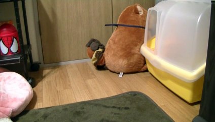猫の宝物をしっぽからの奪還！引きずられていく柴犬【面白い＆可愛い行動の黒猫】～Black cat of unexpected behavior～
