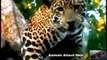 Leopard Vs Jaguar !- Animal Planet 2015 - National Geographic Animals HD