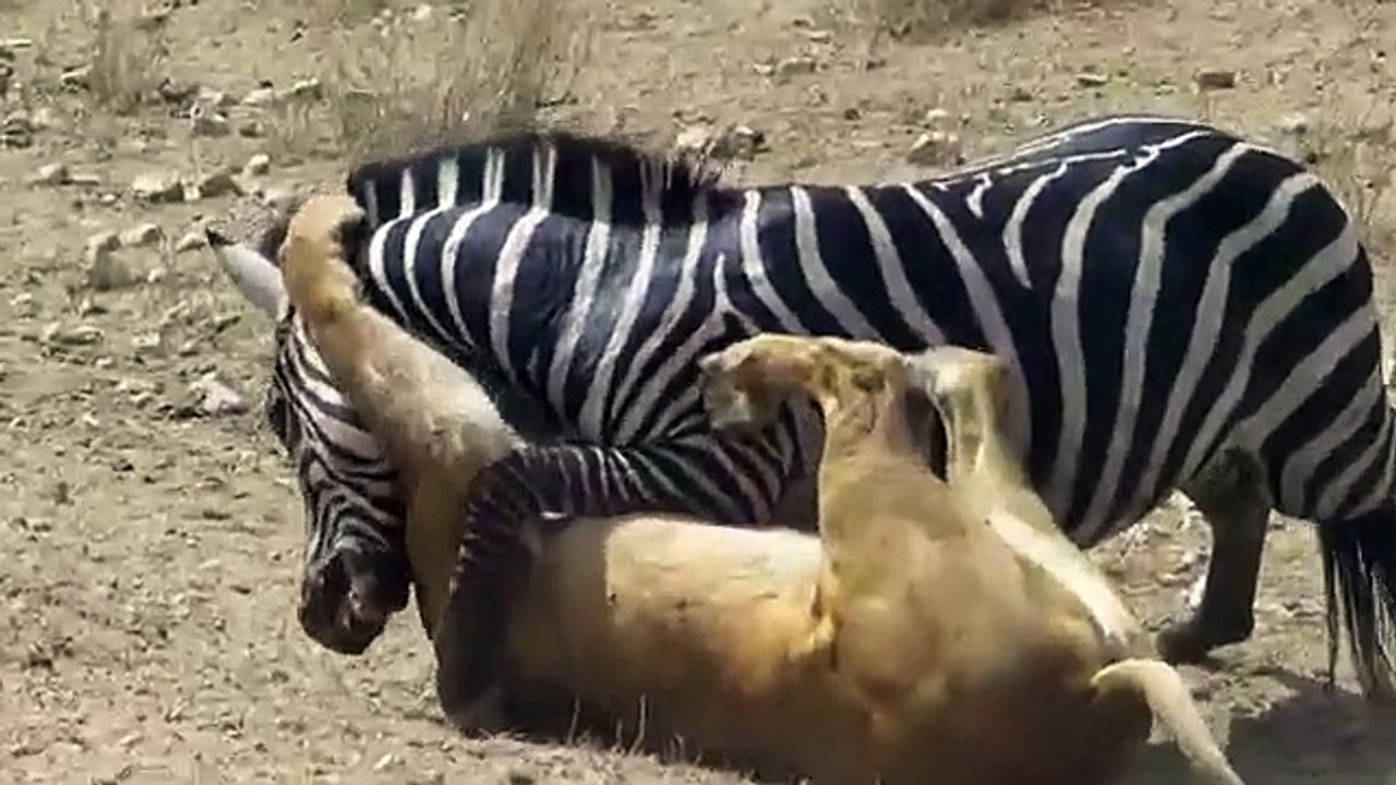 Amazing Lion vs Zebra  Lion kills zebra almost Lion hunting zebra Zebra escapes lion kill