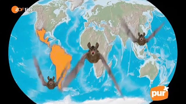 pur+ Staffel 4, Folge 8 Lautlos durch die Nacht: Fledermäuse