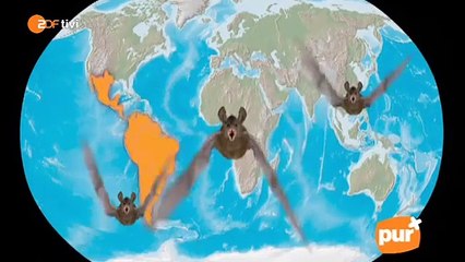 pur+ Staffel 4, Folge 8 Lautlos durch die Nacht: Fledermäuse